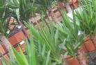 Strathmertonplant-nursery-10.jpg; ?>